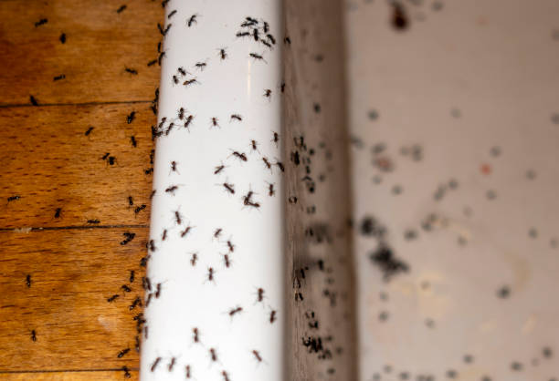 Best Termite Control Services  in Palmetto Bay, FL